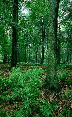 1505_cd_086_wald