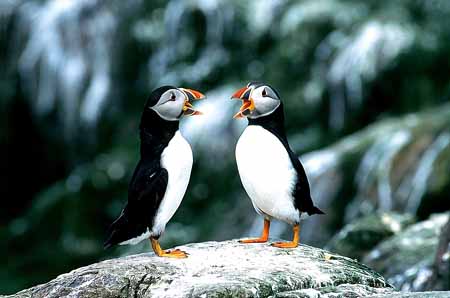 L0006_dialog_papageitaucher