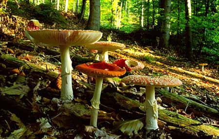 L0014_fliegenpilze_im_wald_slowenien