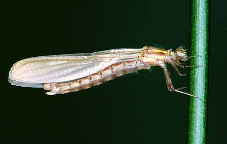 L0015_frisch_geschluepfte_libelle