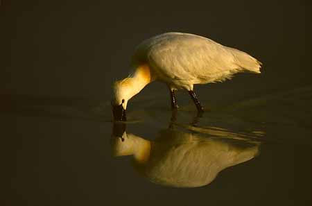 L0018_loeffler_mit_spiegelbild