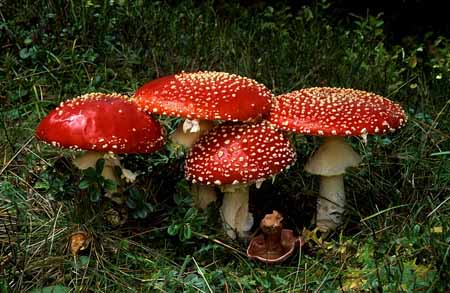 L0023_vier_fliegenpilze