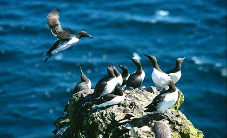 L0034_birdcliff_voegel_felsen