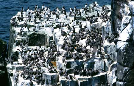 L0035_birdcliff_voegel_felsen