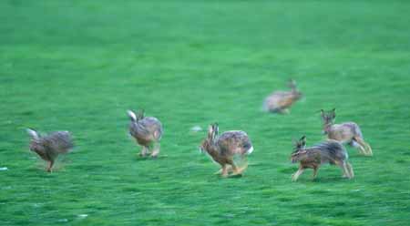 L0039_das_grosse_hasen_rennen