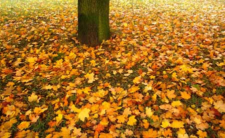 L0042_herbst_blaetter