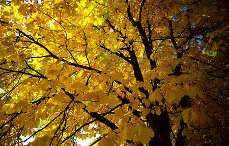L0043_herbst_farben
