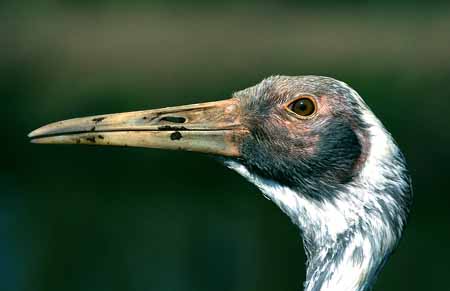 L0047_kranich_portrait