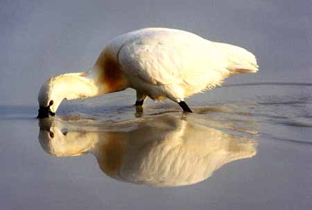 L0048_loeffler_mit_spiegelbild