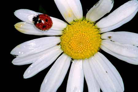 L0049_marienkaefer_auf_bluete