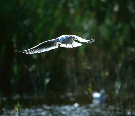 L0050_moewe_spaeht_nach_beute