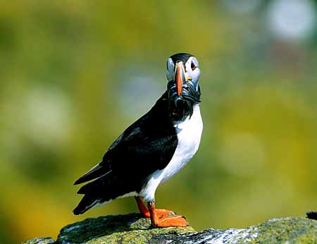 L0055_papageitaucher_isle_of_may