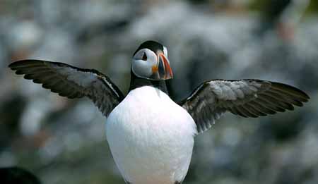 L0056_papageitaucher_schlaegt_mit_fluegel_portrait