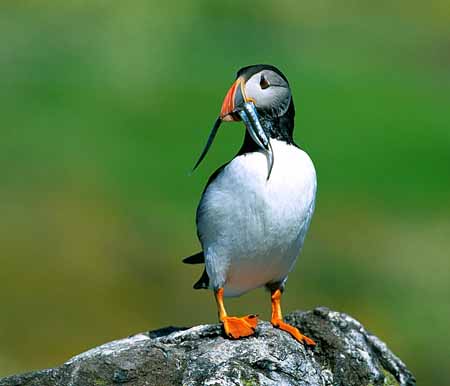 L0057_papageitaucher_isle_of_may