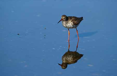 L0062_rotschenkel_mit_spiegelbild