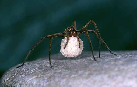L0067_spinne_mit_sechs_beinen