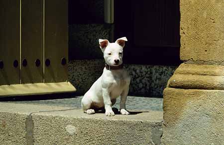 L0081_hund_wartet_auf_seinen_herrn