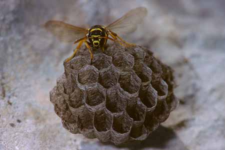 L0082_wespe_auf_nest