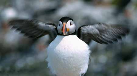 L0090_papageitaucher_farne_islands