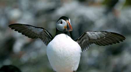 L0093_papageitaucher_schlaegt_mit_fluegel