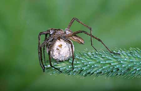 L0099_spinne_mit_kokon