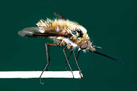 L0103_wollschweber_nach_regenguss