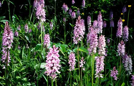 L0116_orchideen_gruppe