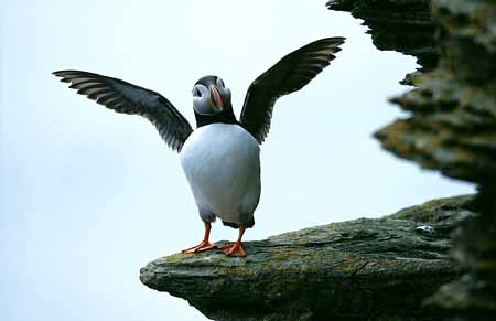 L0117_papageitaucher_westrey