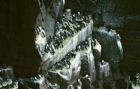 L0123_vogelfelsen_schottland_handa_island