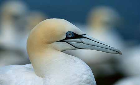 L0125_basstoelpel_portrait