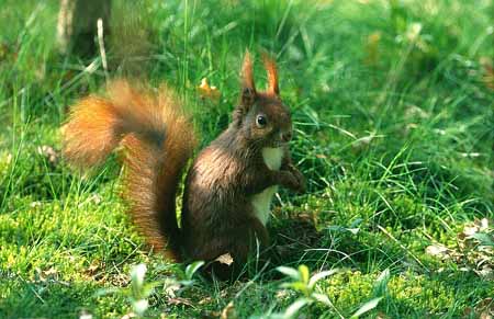 L0127_eichhoernchen
