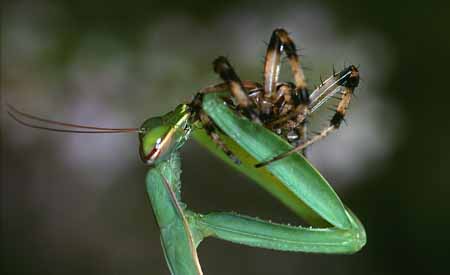 L0130_gottesanbeterin_frisst_argiope_