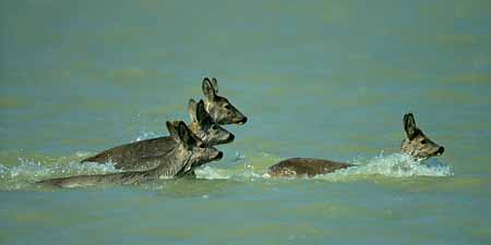 L0139_rehe_kopf_an_kopf_panorama