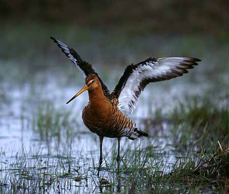 L0142_pfuhlschnepfe_nah