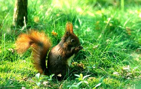 L0148_eichhoernchen_knabbert_pilz