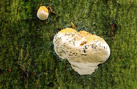 L0154_pilz_am_baum_rhoen