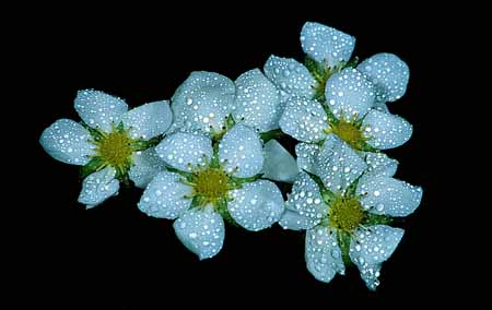 L0169_blueten_mit_morgentau