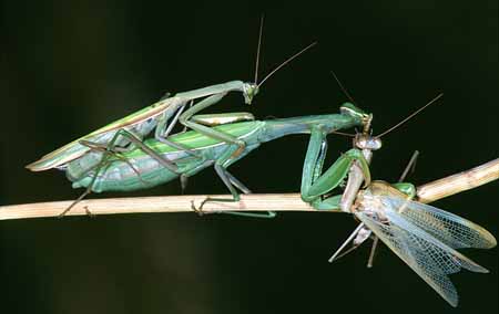L0173_gottesanbeterin_frisst_maennchen_bei_paarung
