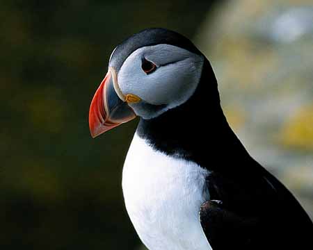 L0192_papageitaucher_westrey_portrait_nah