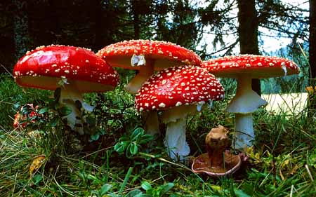 L0197_vier_fliegenpilze