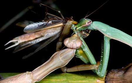 L0204_gottesanbeterin_frisst_eigenes_bein