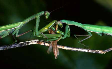 L0205_gottesanbeterin_streiten_um_erbeutetes_maennchen