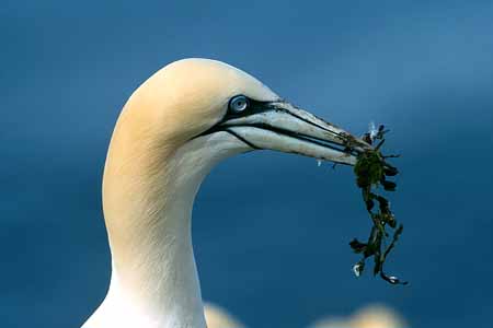 L0211_basstoelpel_mit_nistmaterial