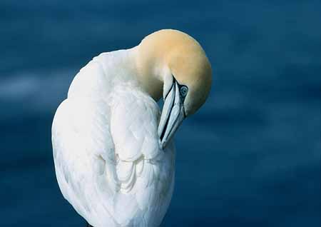 L0222_basstoelpel_reinigt_gefieder