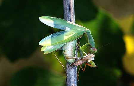 L0224_gottesanbeterin_frisst_maennchen_waehrend_paarun