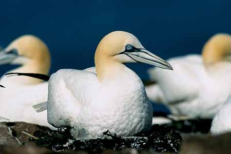 L0236_toelpel_auf_gelege