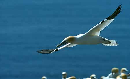 L0237_toelpel_bass_rock