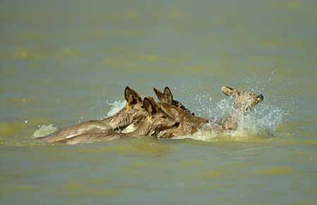 L0243_rehe_gedraenge