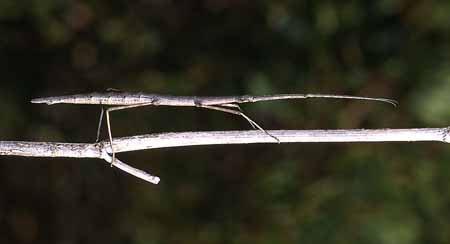 L0245_gespenstschrecke