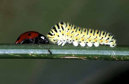 L0247_kaefer_raupe_ameise